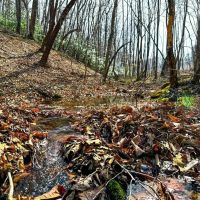 48.08 acres of Recreational Land for Sale in Patrick County VA images 3