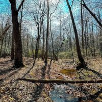 48.08 acres of Recreational Land for Sale in Patrick County VA images 4