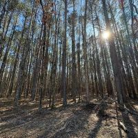 10 Acres in Grenada County MS images 5