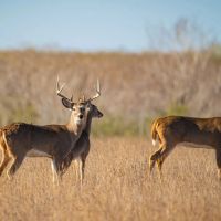 CJ8 Turkey Creek Ranch images 4