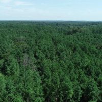 Tree covered acreage in Anderson Cty on paved road Tract 3 images 3