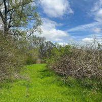 31.5 Acres With a Cabin in Lawrence County MS images 5