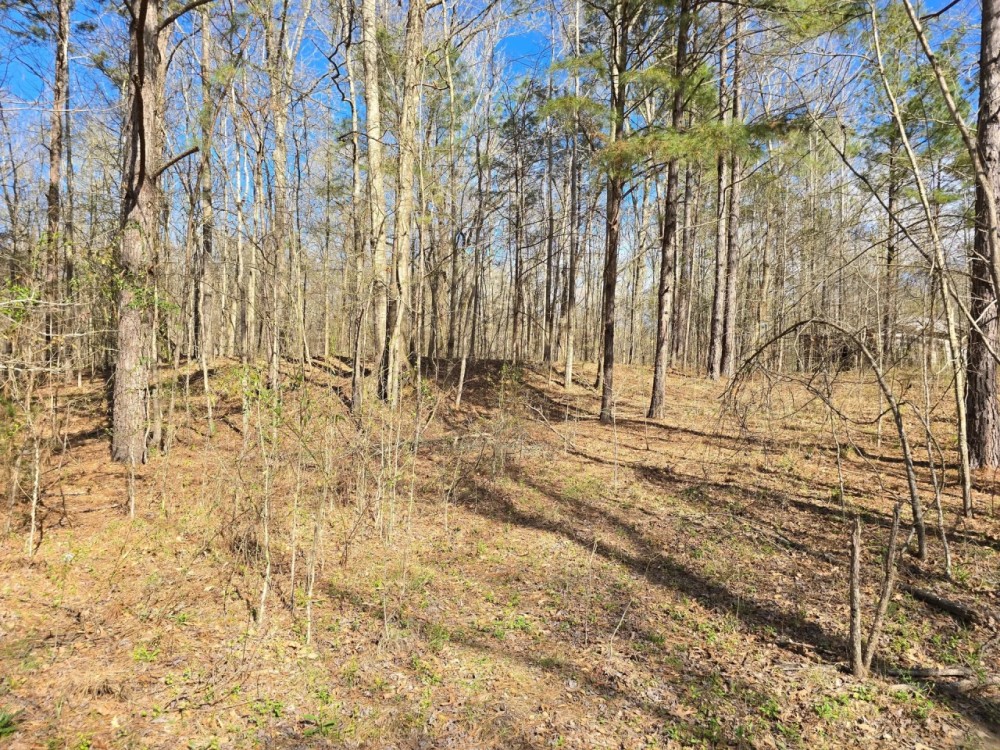 8 - Acres Recreational Property in Jefferson County MS featured image