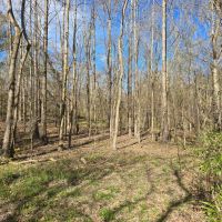 8 - Acres Recreational Property in Jefferson County MS images 3