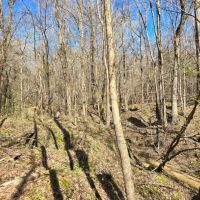 8 - Acres Recreational Property in Jefferson County MS images 4