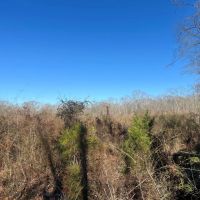 134 Acres Wilkinson County MS images 2