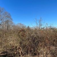 134 Acres Wilkinson County MS images 3