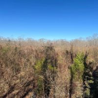 134 Acres Wilkinson County MS images 4