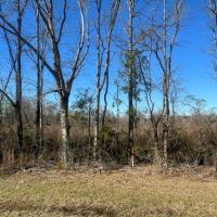 134 Acres Wilkinson County MS images 5