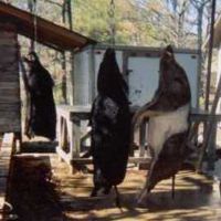 Hog Hunting Experience in Upper Louisiana