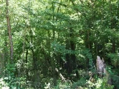 Harris - 304 ac - Perry County Hunting tract featured image