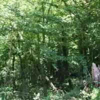 Harris - 304 ac - Perry County Hunting tract