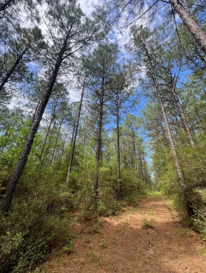 60 Acre Jackson Parish Timberland Hunting Property featured image