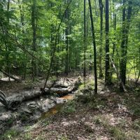 60 Acre Jackson Parish Timberland Hunting Property images 5
