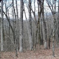 The Headwaters National Forest Get-Away images 2