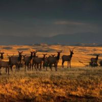 Old Elk Ranch images 5