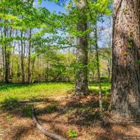 267 Acre Hunting Paradise images 5