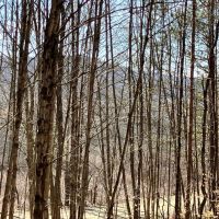 12 acre Building Lot in Sanford NY 50 Buchanan Rd images 4