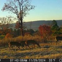 80 ACRES AND CABIN HUNTING PARADISE images 2