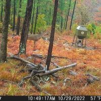 80 ACRES AND CABIN HUNTING PARADISE images 3