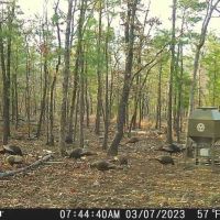 80 ACRES AND CABIN HUNTING PARADISE images 5