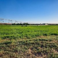 Owyhee Angus Ranch