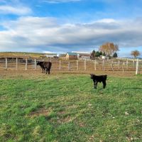 Owyhee Angus Ranch images 4