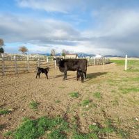 Owyhee Angus Ranch images 5