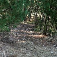 Premier Hunting and Recreational Property in Monroe County images 4