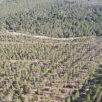 222 Acres in Copiah County MS images 4