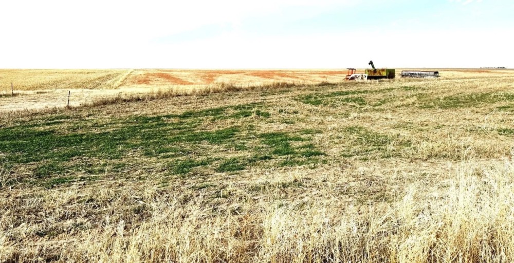 160 Acres of Farmland in Gove County KS for Sale featured image