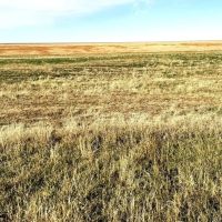 160 Acres of Farmland in Gove County KS for Sale images 3