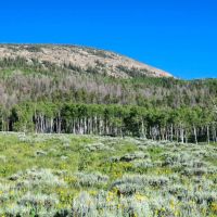 Tomichi Dome Hunting Ranch images 5