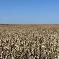 High Production Flagler Colorado Farmland