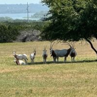 High Fence Game Ranch