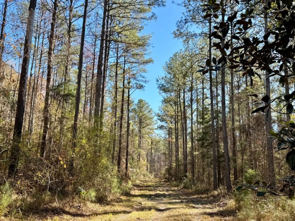 Tunnel Springs Hunting Timber Retreat featured image