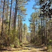 Tunnel Springs Hunting Timber Retreat images 1
