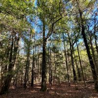 Tunnel Springs Hunting Timber Retreat images 2