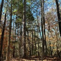 Tunnel Springs Hunting Timber Retreat images 3