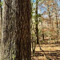 Tunnel Springs Hunting Timber Retreat images 4