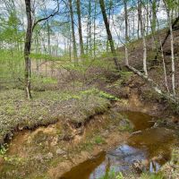 48 Acres in Webster County MS