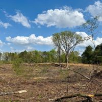 48 Acres in Webster County MS images 2