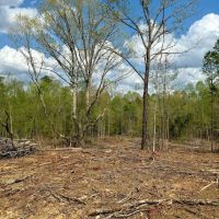 48 Acres in Webster County MS images 4