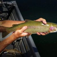 Island Ranch images 5