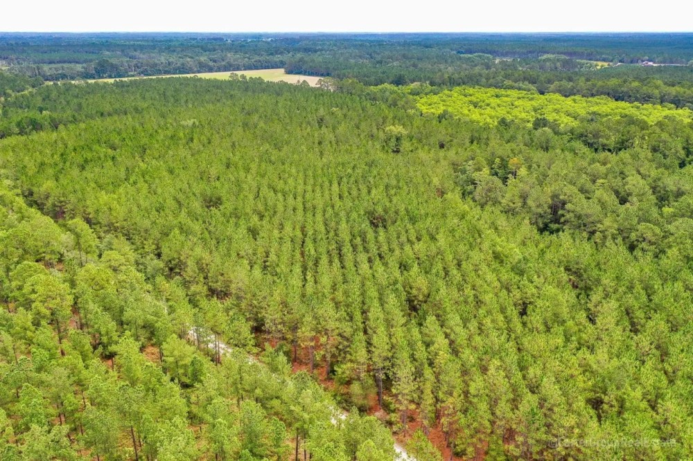 Timberland Investment Tract Ware County GA featured image