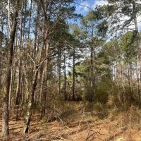17.54 Acres in Amite County MS images 2