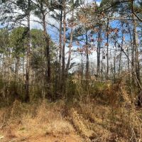 17.54 Acres in Amite County MS images 3