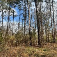 17.54 Acres in Amite County MS images 4