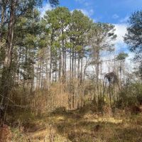 17.54 Acres in Amite County MS images 5