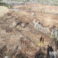 Updated 185.44 acres of Recreational Hunting and Agricultural Land for Sale in Halifax County VA images 3